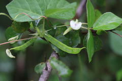 Vigna unguiculata subsp. unguiculata